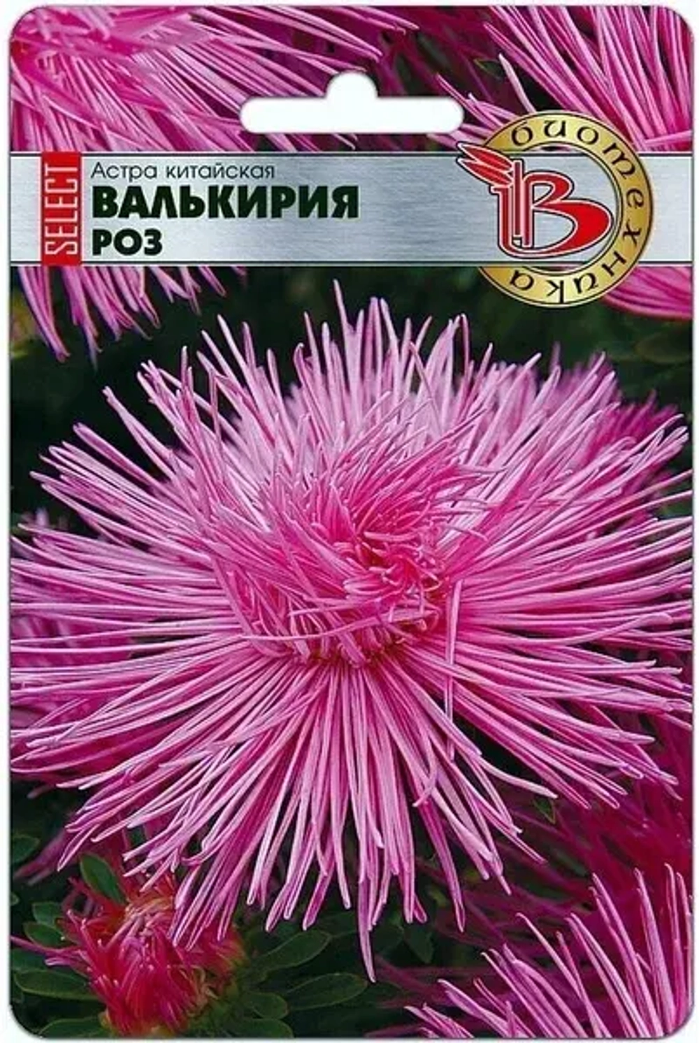 Астра семена