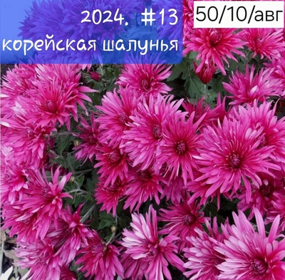 САЖЕНЦЫ ХРИЗАНТЕМЫ КОРЕЙСКАЯ №13 ШАЛУНЬЯ