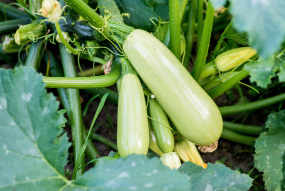 Арктик семена кабачка (Гавриш) – фото 2