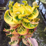 Кротон CHAT SUDA