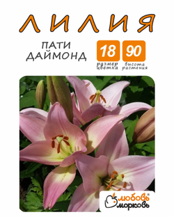 Лилия Луковица, Пати даймонд, разбор 18/20, 1шт