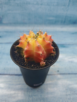 Gymnocalycium Variegata (Гимнокалициум Вариегатный)