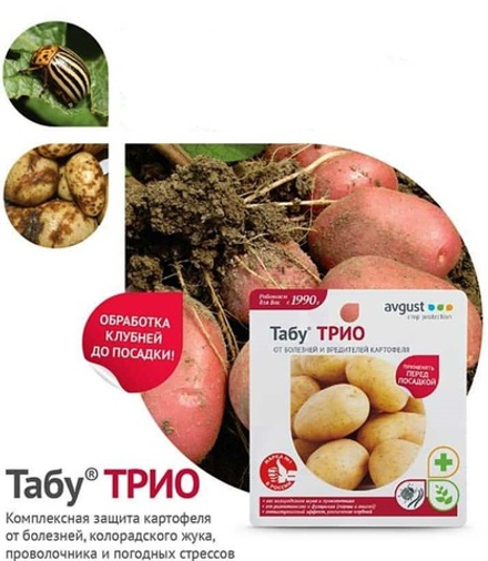 Табу Трио Август