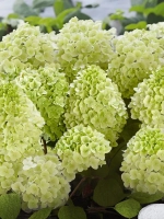 Гортензия метельчатая Паненка