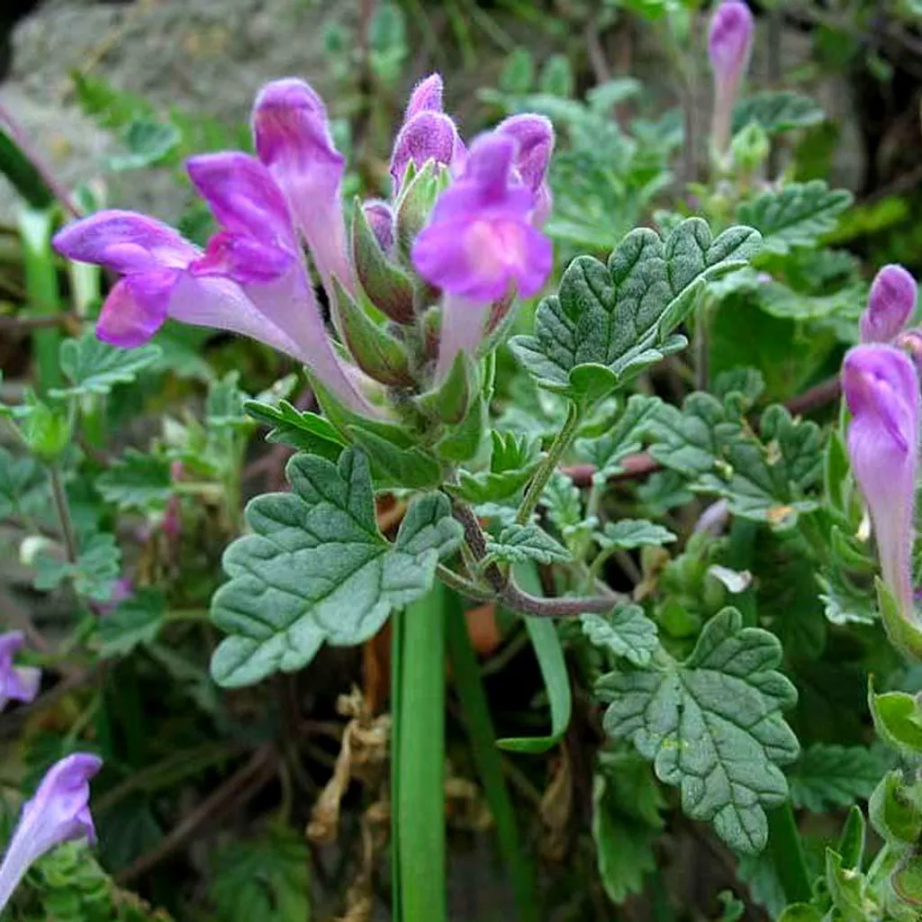 Шлемник байкальский (корни и корневища)