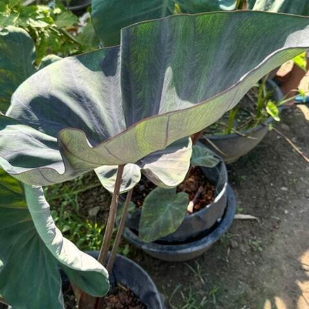 Колоказия BLUE SUBMARINE