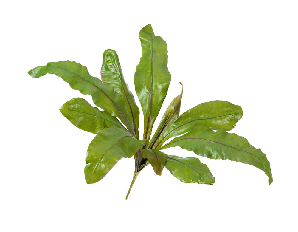 Асплениум Натуральный куст д-70, в-30 см (Sensitive Botanic) 12/48 20.03150250