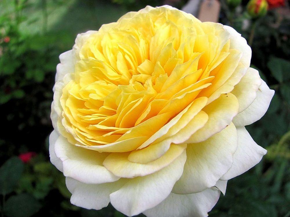 Нельсон Монфорт (Nelson Monfort)