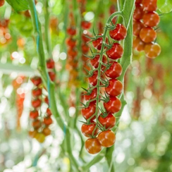 Дженери F1 семена томата (Rijk Zwaan / Райк Цваан)