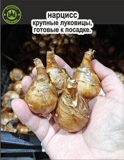 Нарцисс Луковица, Трампэт Йеллоу, 1 шт