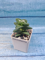 Crassula Springtime (Крассула)