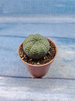 Euphoria Obesa (Эуфорбия)