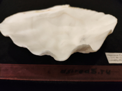 Хиппопус-Хиппопус "110-150-310 мм"