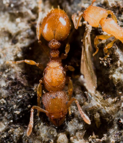 Муравьи Tetramorium simillimum (Африканские малыши)