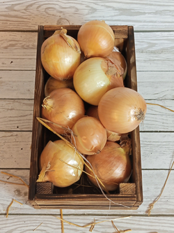 Лук репчатый