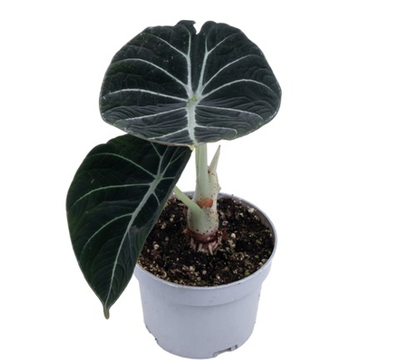 Алоказия Блэк Вельвет