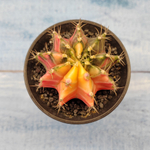 Gymnocalycium Variegata (Гимнокалициум Вариегатный)