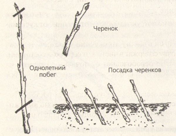 Ассортимент для сурового климата: ТОП-3 сорта яблонь иркутской селекции от питомника «Сад Абраменко»