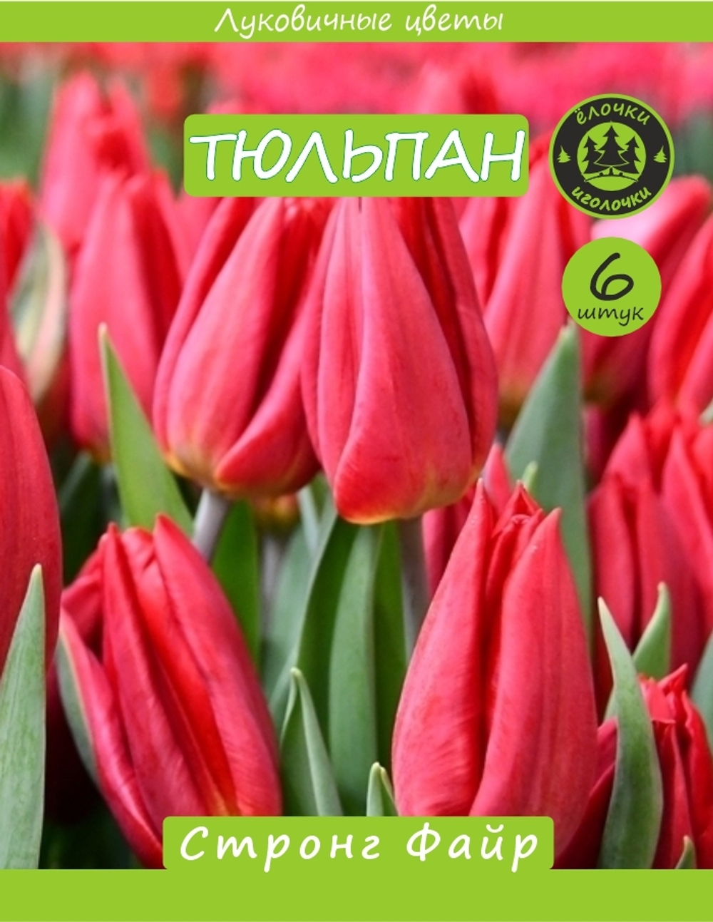 Тюльпан Луковица, Стронг Файр, 6шт
