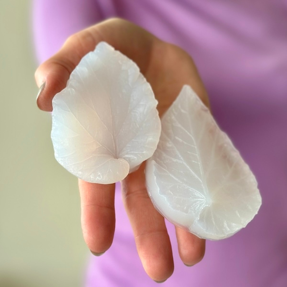 Вайнер лист Бегонии