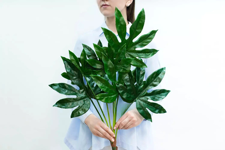 Куст Фатсии из 7 листьев