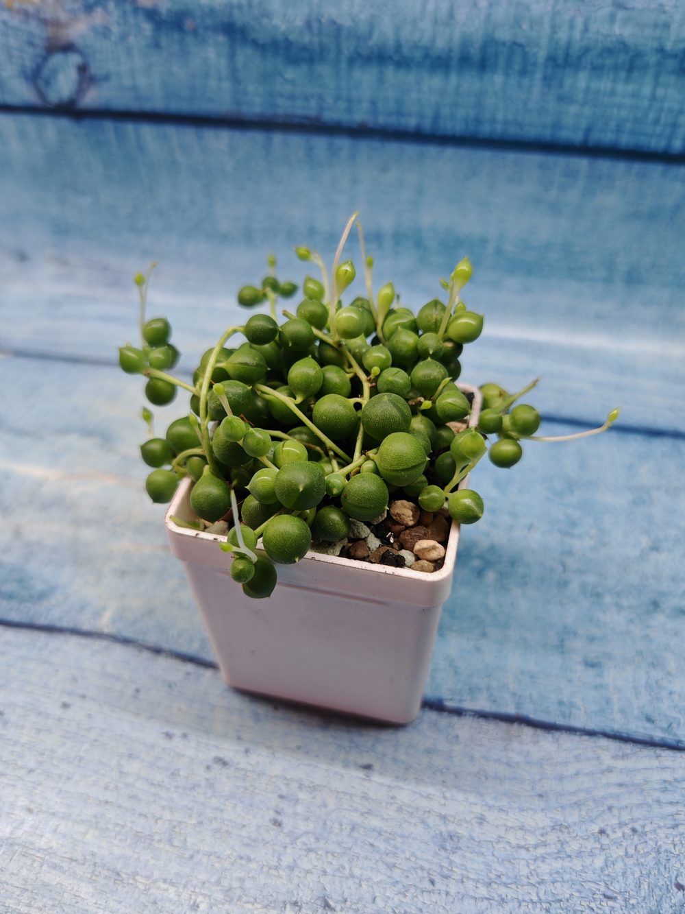 Senecio Rowleyanus (Крестновник Роули)