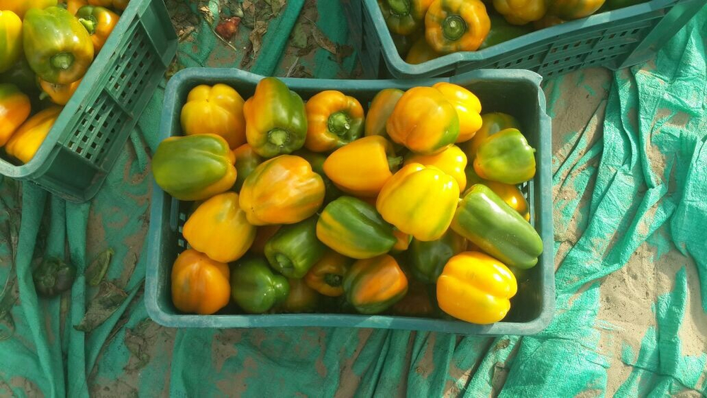 болгарский красный перец. зеленый перец, желтый перец- Египет