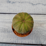 Euphoria Obesa (Эуфорбия)