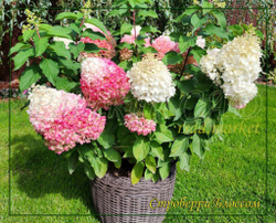 Гортензия метельчатая Строуберри Блоссом- Цветок Клубники (Hydrangea paniculata `Strawberry Blossom`)
