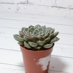 Graptopetalum Vega (Граптопеталлум)