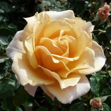 Кэрон Китинг Роуз (Caron Keating Rose)