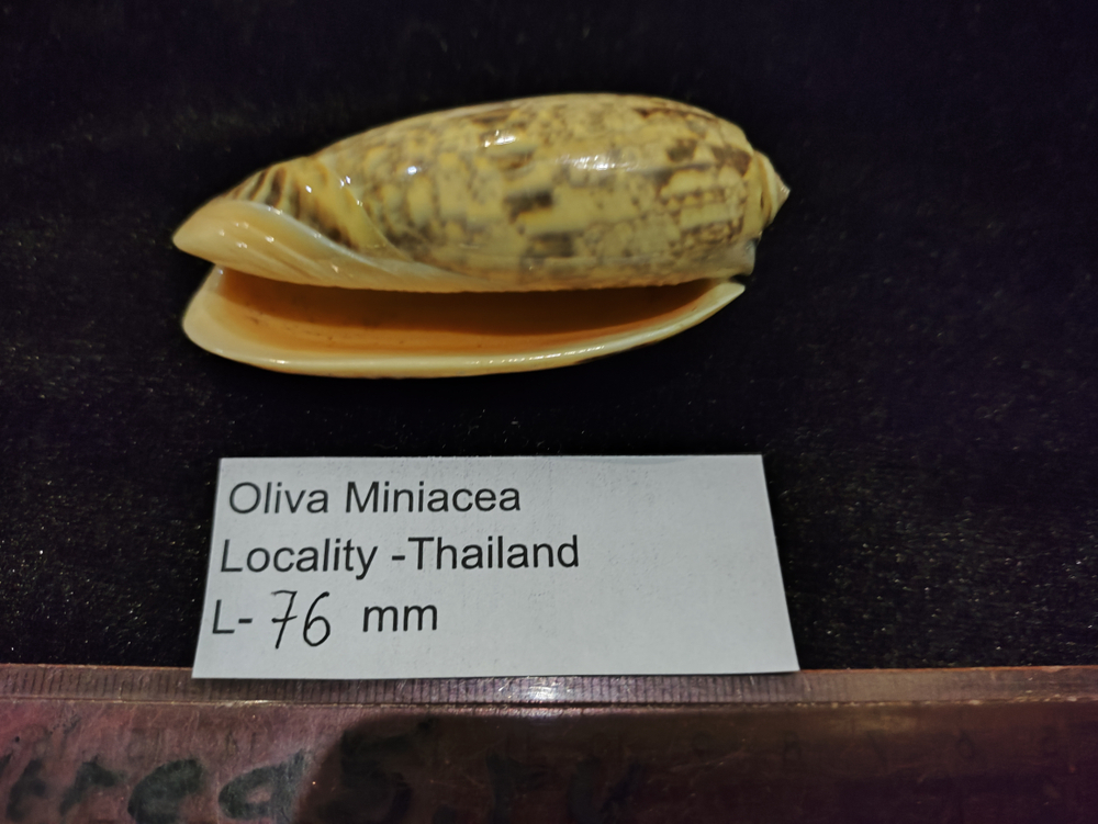 Олива Миниацея