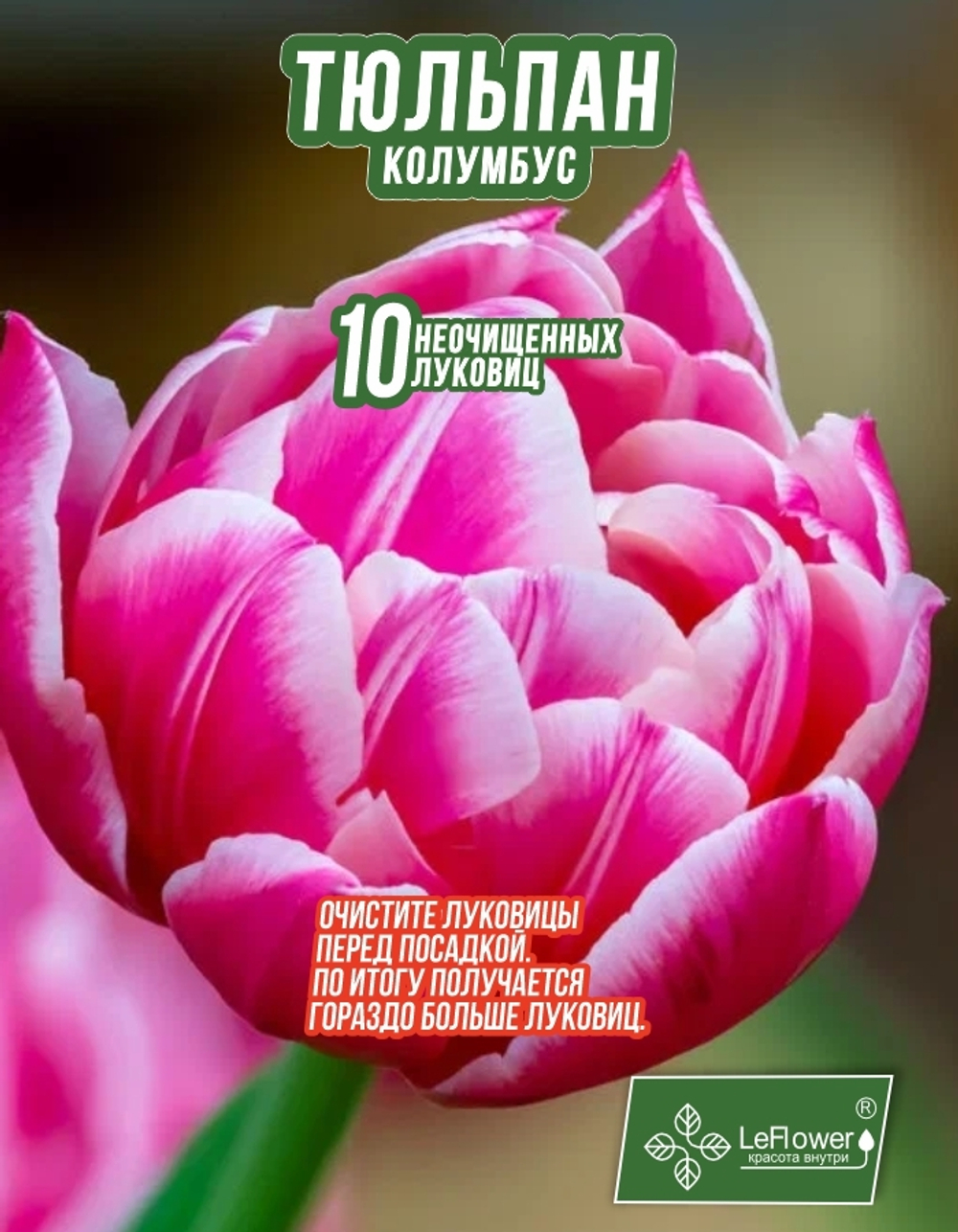 Тюльпан Луковица, Колумбус, 10шт
