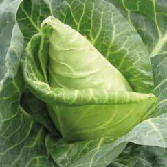 Редженси F1 семена капусты белокочанной (Hazera / Хазера)