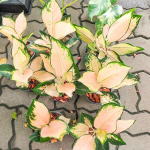 Аглаонема PEACH COCHIN