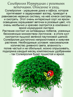 Солейролия Розовые веточки