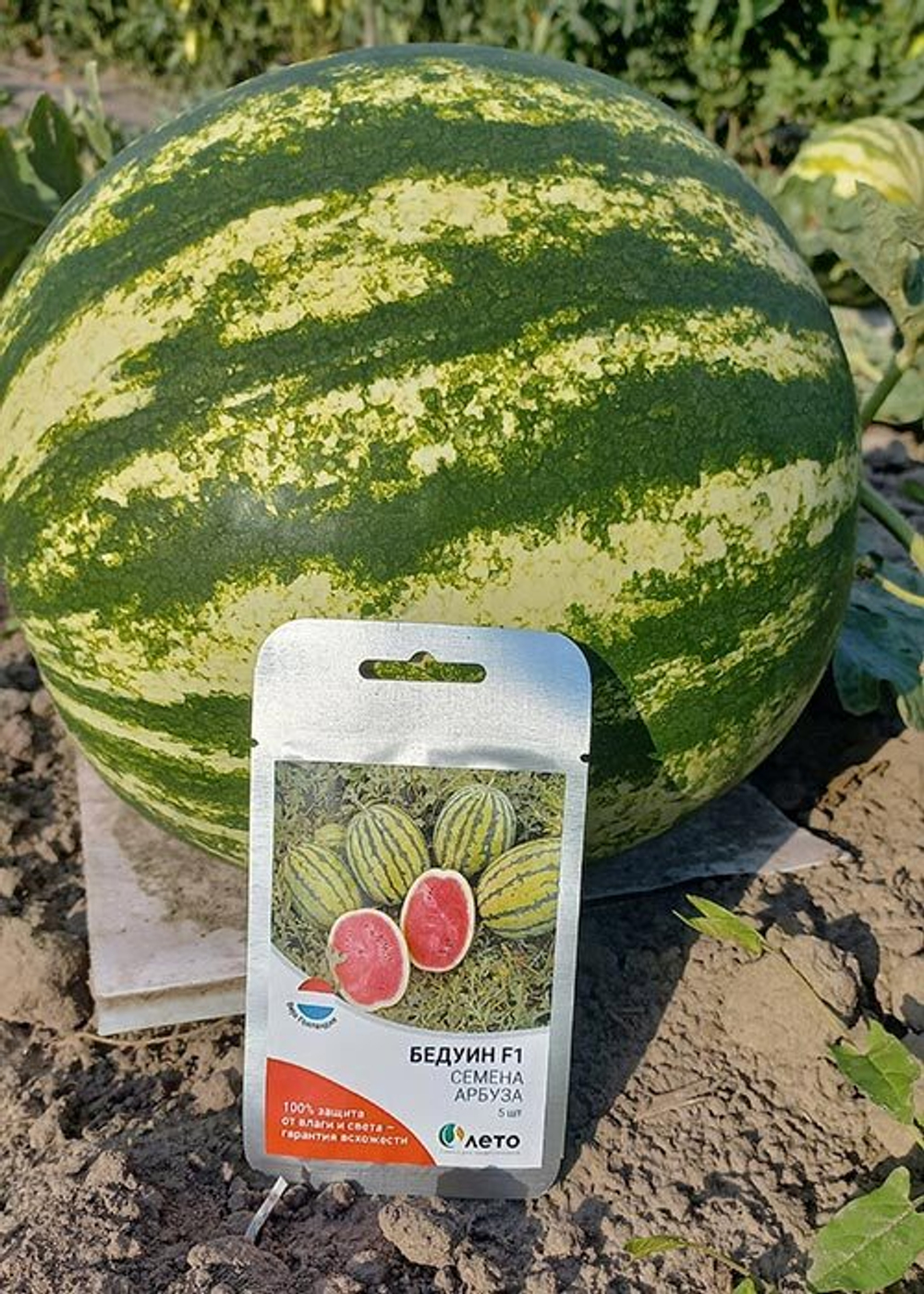 Cемена арбуза Бедуин F1, Bejo, 5 шт.