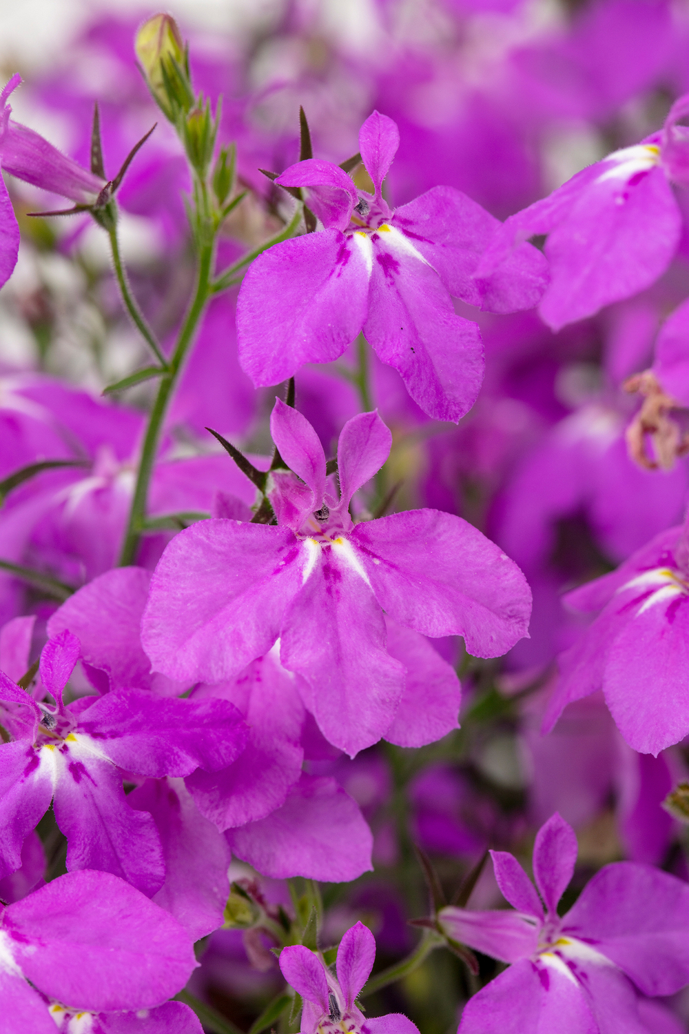 ЕВРО Лобелия HOT Plus Electric Purple укорененный черенок ОКС март Koh