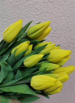 Тюльпан классический жёлтый