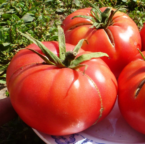 Помидоры – Хулоури из Аджарии