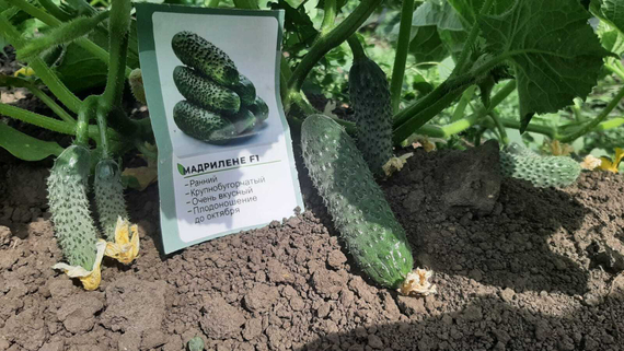 МАДРИЛЕНЕ F1 семена огурца Seminis купить – фото 6