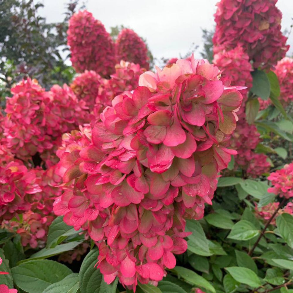 Гортензия Бонфайер (3/6 веток) Закупка М59 апрель 2026