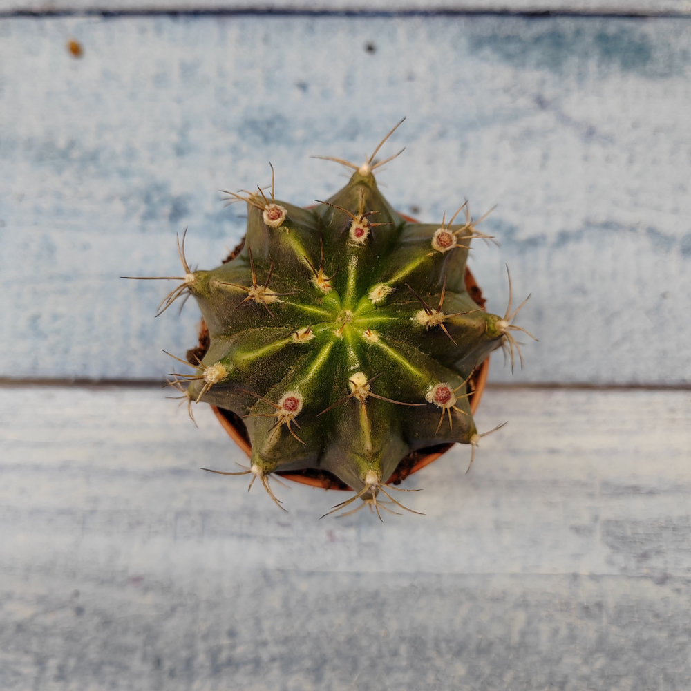 Gymnocalycium Friedrichii (Гимнокалициум)