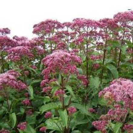 Посконник пятнистый Ред Дворф С2