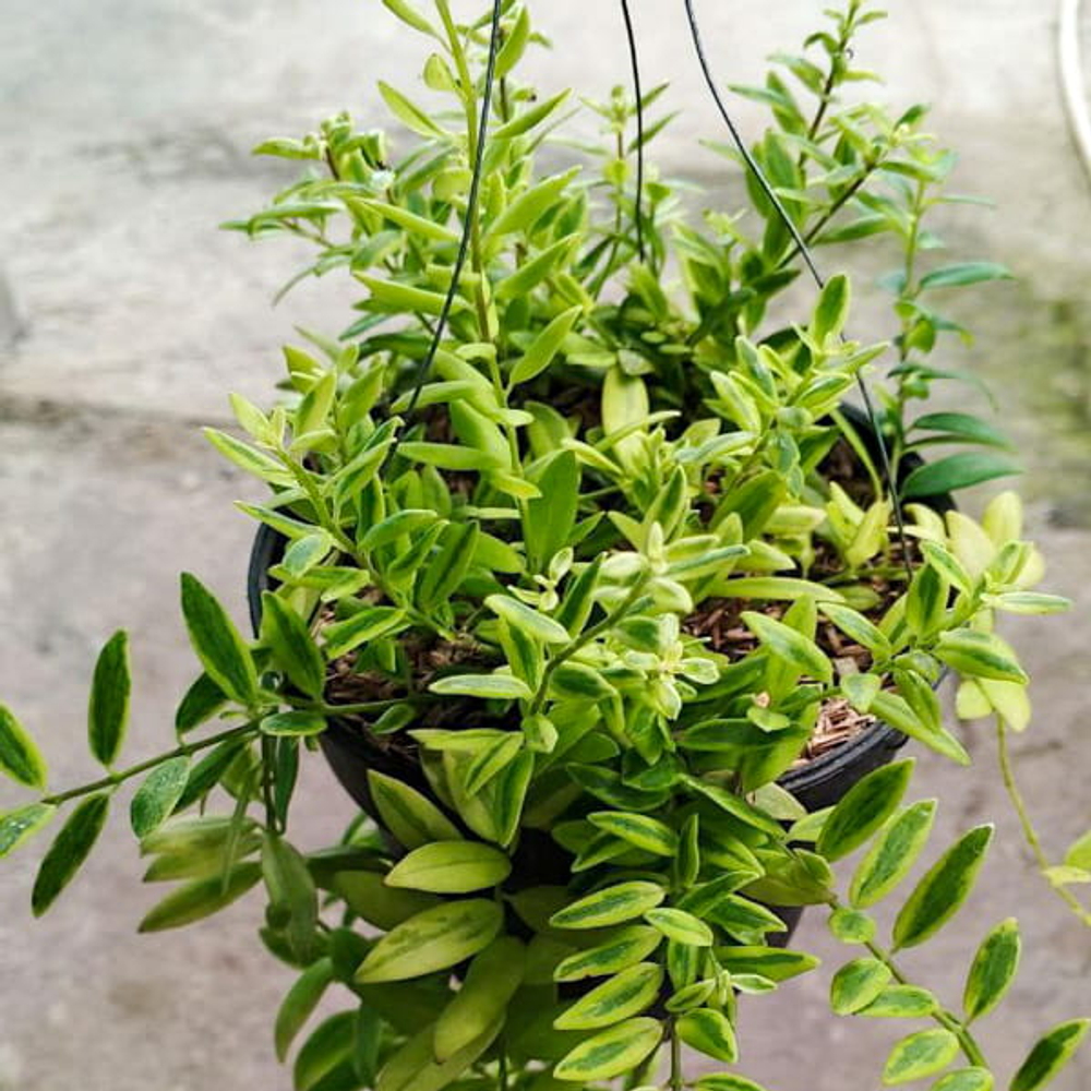 Дисхидия ROMAWI