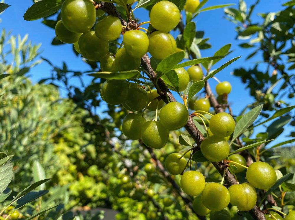 Саженец СВГ «Пирамидальный» (Желтоплодная, Колоновидная форма, Компактная)