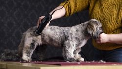 Машинка для стрижки животных Moser Max45 (1245-0077)