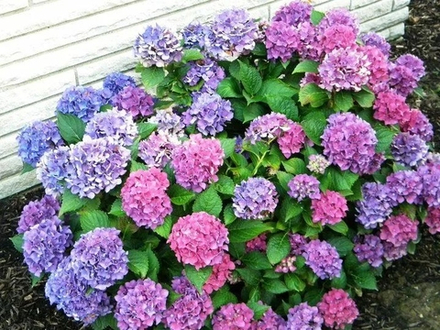 Engless Sammer Original/ Бесконечное лето (Стандарт поставки Р9)2025г.