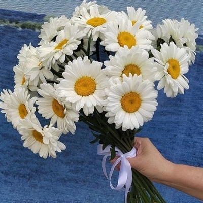 Букет из 25 Ромашек