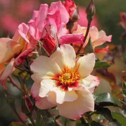 Алиссар Принцесса Финикийская (Alissar Princess of Phoenicia)